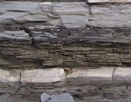 Black organic shale